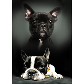 Kutyás Bulldog polár takaró 100x140cm